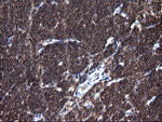 DEF6 Antibody in Immunohistochemistry (Paraffin) (IHC (P))