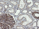 DEF6 Antibody in Immunohistochemistry (Paraffin) (IHC (P))