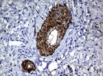 DEF6 Antibody in Immunohistochemistry (Paraffin) (IHC (P))