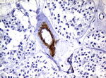 DEF6 Antibody in Immunohistochemistry (Paraffin) (IHC (P))