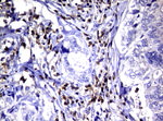 DEF6 Antibody in Immunohistochemistry (Paraffin) (IHC (P))