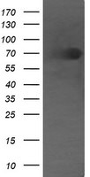 DEF6 Antibody in Western Blot (WB)