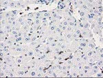 DEF8 Antibody in Immunohistochemistry (Paraffin) (IHC (P))