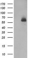 DEF8 Antibody in Western Blot (WB)