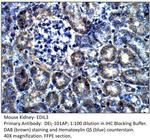 EDIL3 Antibody in Immunohistochemistry (IHC)