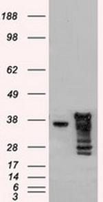 DFF45 Antibody in Western Blot (WB)