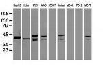 DFF45 Antibody in Western Blot (WB)