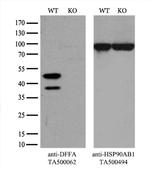 DFF45 Antibody in Western Blot (WB)