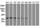 DFF45 Antibody in Western Blot (WB)