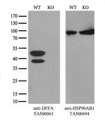 DFF45 Antibody in Western Blot (WB)