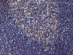 DGKA Antibody in Immunohistochemistry (Paraffin) (IHC (P))