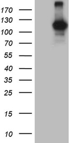 DGKZ Antibody in Western Blot (WB)