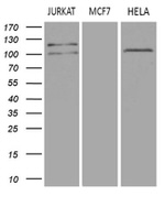 DGKZ Antibody in Western Blot (WB)