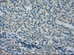 DHFR Antibody in Immunohistochemistry (Paraffin) (IHC (P))