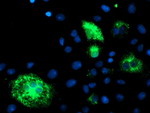 DHFRL1 Antibody in Immunocytochemistry (ICC/IF)
