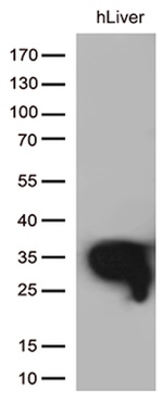 DHRS1 Antibody in Western Blot (WB)