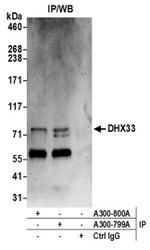 DHX33 Antibody in Immunoprecipitation (IP)