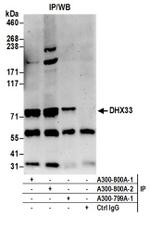 DHX33 Antibody in Western Blot (WB)