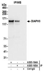 DIAPH3 Antibody in Western Blot (WB)