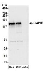 DIAPH3 Antibody in Western Blot (WB)