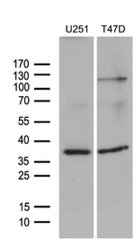 DIMT1L Antibody in Western Blot (WB)