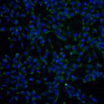 DISC1 Antibody in Immunocytochemistry (ICC/IF)