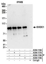 DIXDC1 Antibody in Western Blot (WB)