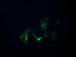 DIXDC1 Antibody in Immunocytochemistry (ICC/IF)