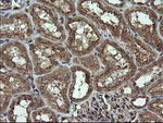 DIXDC1 Antibody in Immunohistochemistry (Paraffin) (IHC (P))