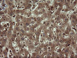 DIXDC1 Antibody in Immunohistochemistry (Paraffin) (IHC (P))