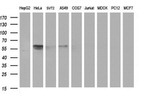 DIXDC1 Antibody in Western Blot (WB)