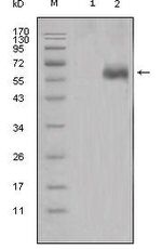 DKK1 Antibody in Western Blot (WB)