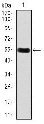 DKK3 Antibody in Western Blot (WB)