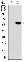 DKK3 Antibody in Western Blot (WB)