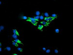 DLD Antibody in Immunocytochemistry (ICC/IF)