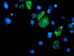 DLD Antibody in Immunocytochemistry (ICC/IF)