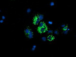 DLD Antibody in Immunocytochemistry (ICC/IF)