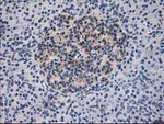 DLD Antibody in Immunohistochemistry (Paraffin) (IHC (P))