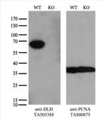 DLD Antibody