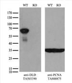 DLD Antibody