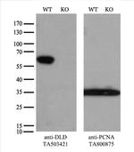 DLD Antibody