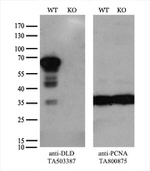 DLD Antibody in Western Blot (WB)