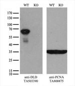 DLD Antibody in Western Blot (WB)