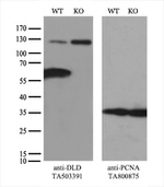 DLD Antibody in Western Blot (WB)