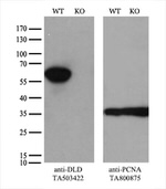 DLD Antibody in Western Blot (WB)