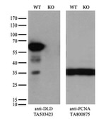 DLD Antibody in Western Blot (WB)