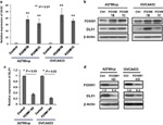 DLX1 Antibody in Western Blot (WB)