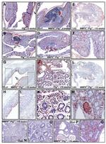 Ly-6G/Ly-6C Antibody in Immunohistochemistry (Paraffin) (IHC (P))