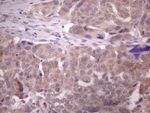 DMRT1 Antibody in Immunohistochemistry (Paraffin) (IHC (P))