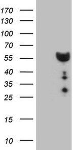 DMRT1 Antibody in Western Blot (WB)